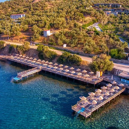 Dionysos Special Class Adults Only 12 Years * Assos