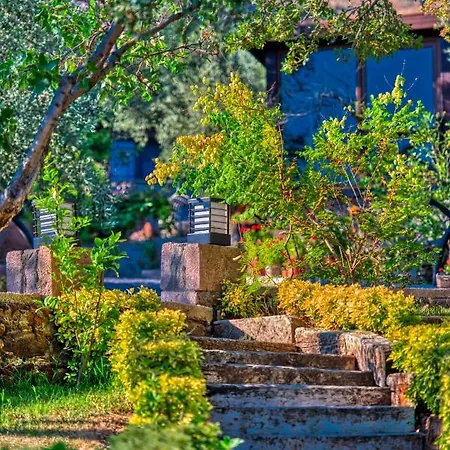 Dionysos Special Class Adults Only 12 Years Assos