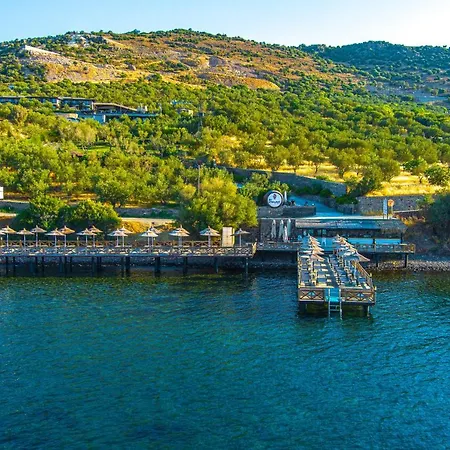 Dionysos Special Class Adults Only 12 Years