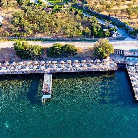 Dionysos Special Class Adults Only 12 Years Assos