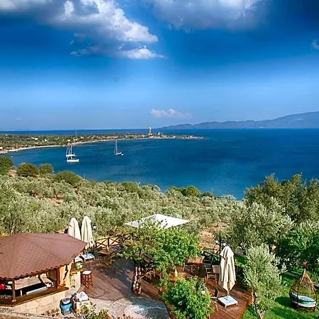 Dionysos Special Class Adults Only 12 Years Assos