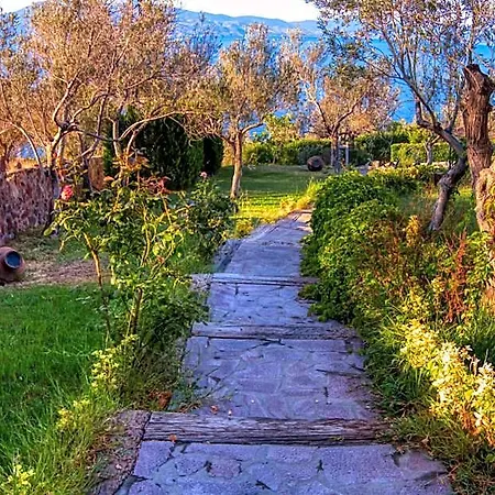 Dionysos Special Class Adults Only 12 Years * Assos