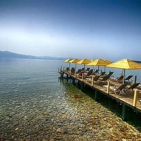 Dionysos Special Class Adults Only 12 Years Assos